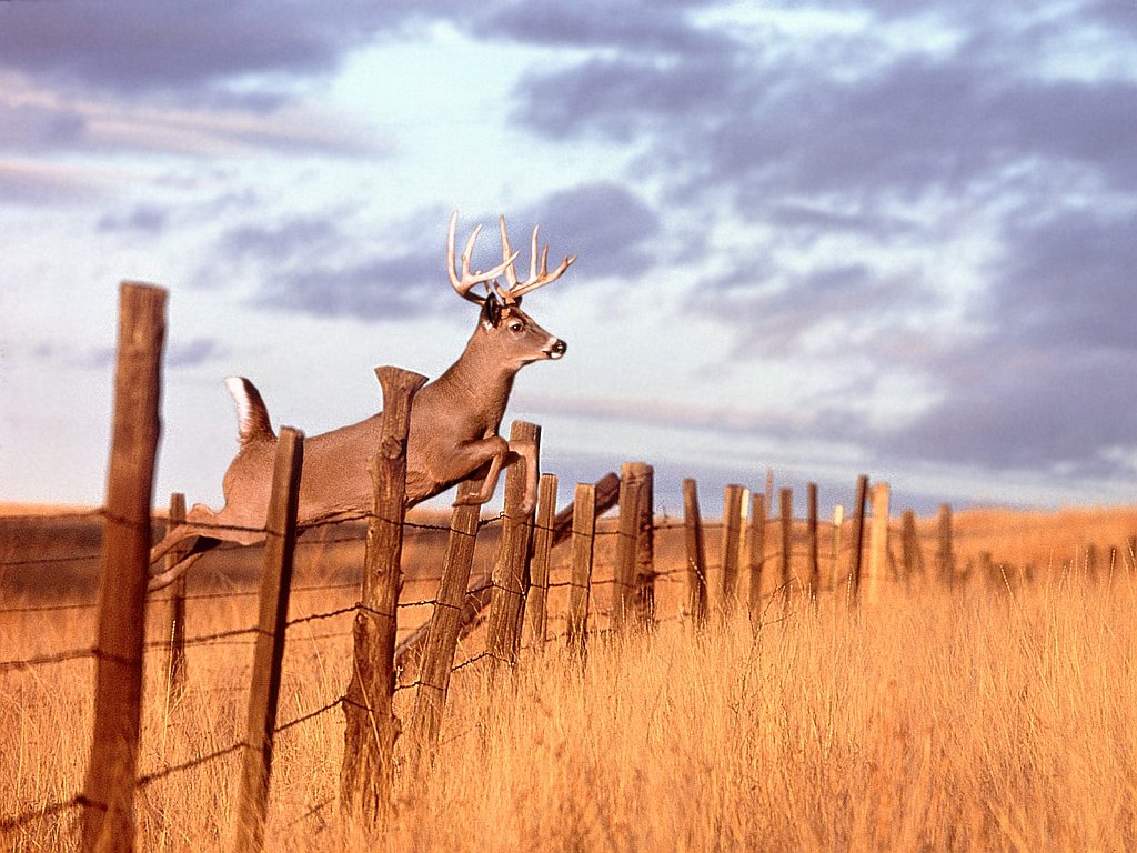 White-tailed Deer